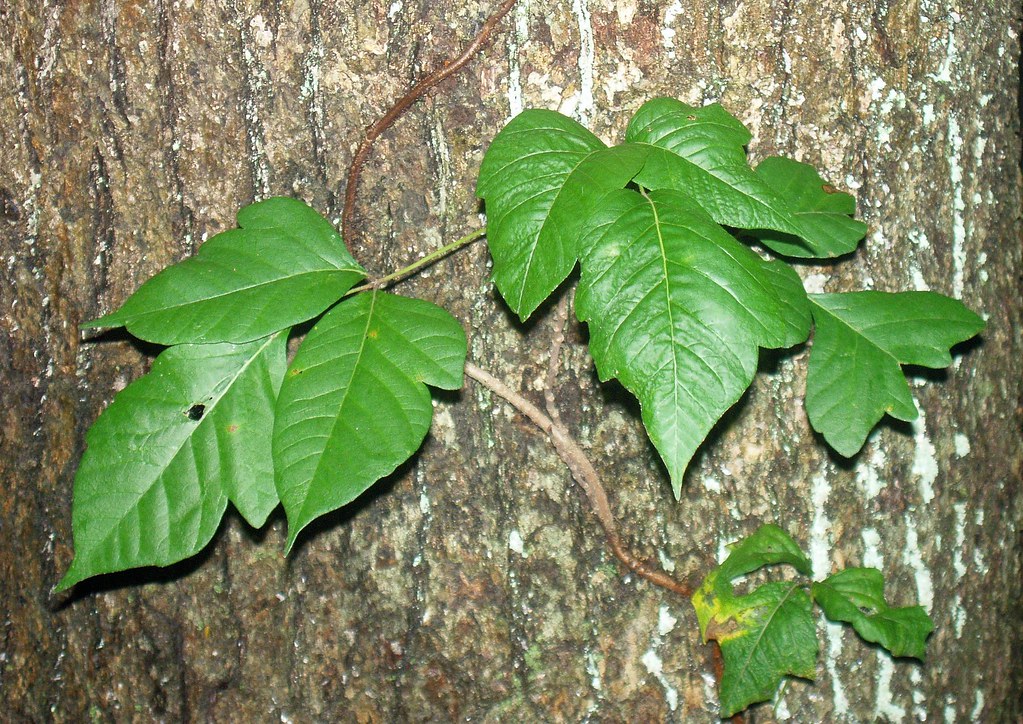 POISON IVY The ivy on this tree across the road from 33 Wa… Flickr