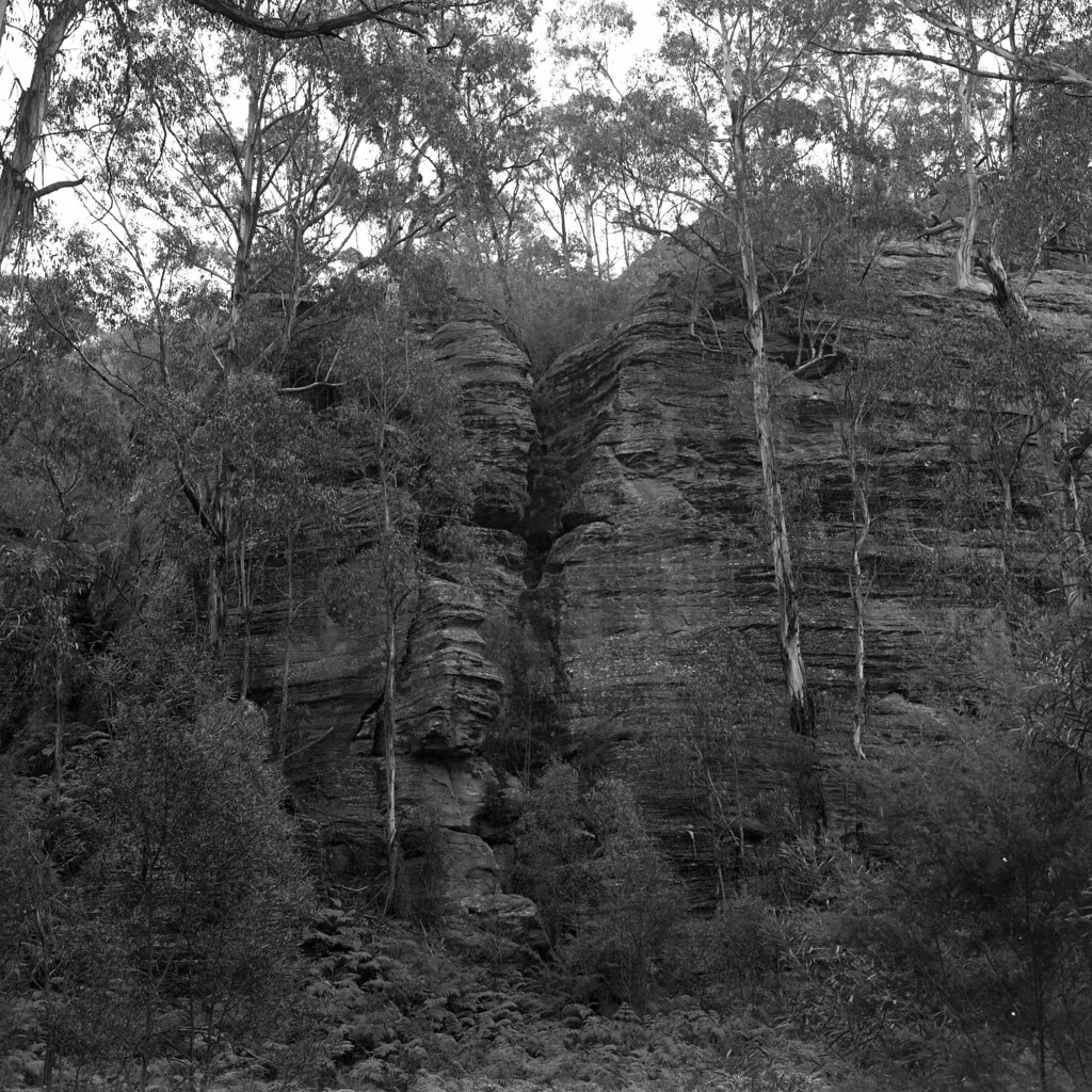 Glow Worm Trees 2 Along the trail to the Glow Worm Tunnel… Flickr