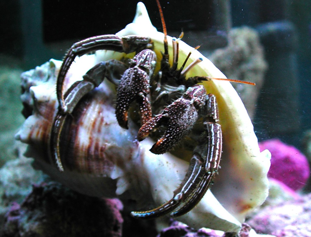Saltwater Striped Hermit Crab Saltwater Hermit Crab. Octob… Flickr