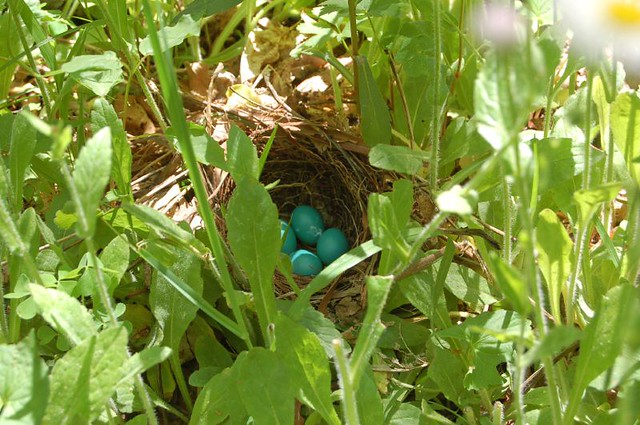 Eggs Ground nesting Momma bird made the nest in the midle … Flickr