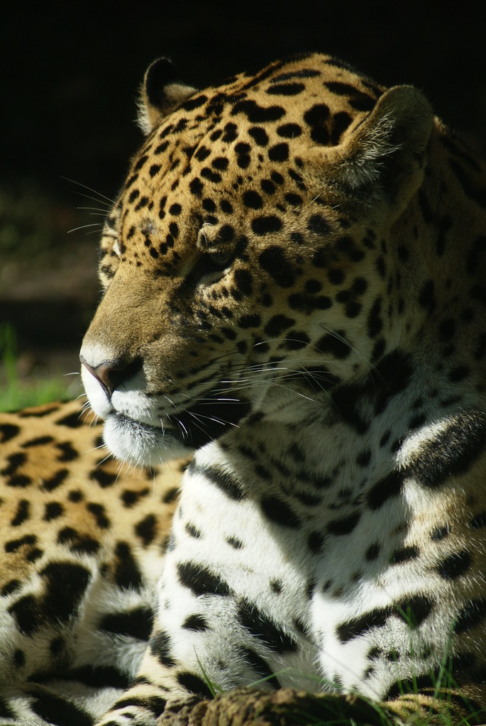 jaguar Sony dsc conwest_john Flickr