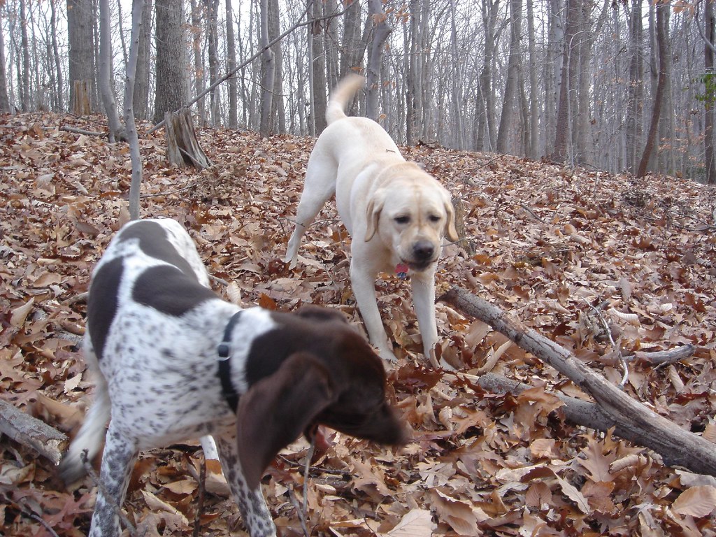 Why do dogs want to carry sticks that are four times too b… Flickr