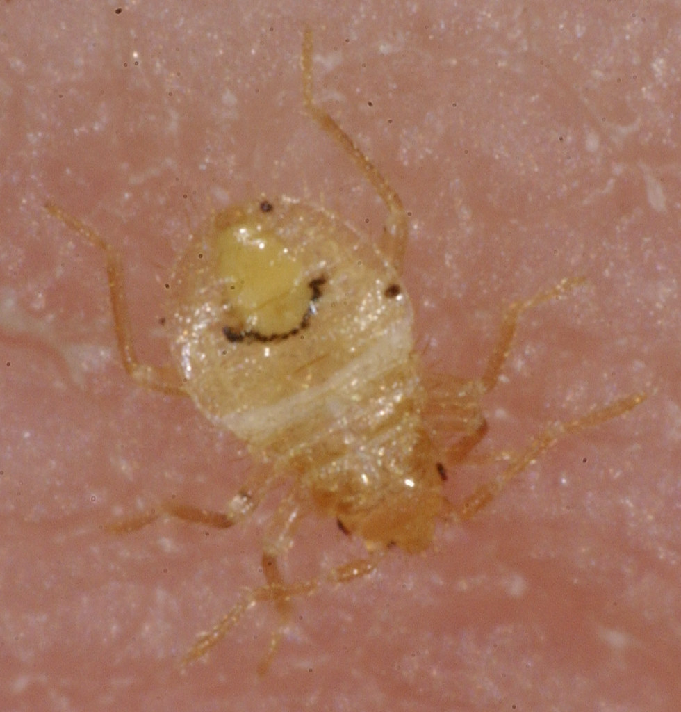 cimexn1feeding0 Bed bug first instar nymph will begin f… Flickr