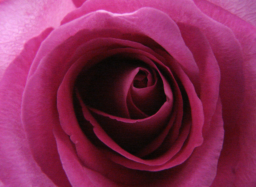 Rose I know, cliche.. MysticMystro Flickr