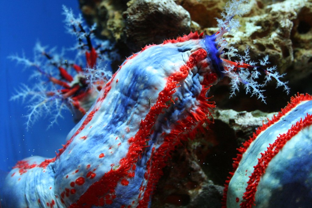 Sea Cucumber Taken at Oklahoma Aquarium, Jenks, OK. Christie Eden