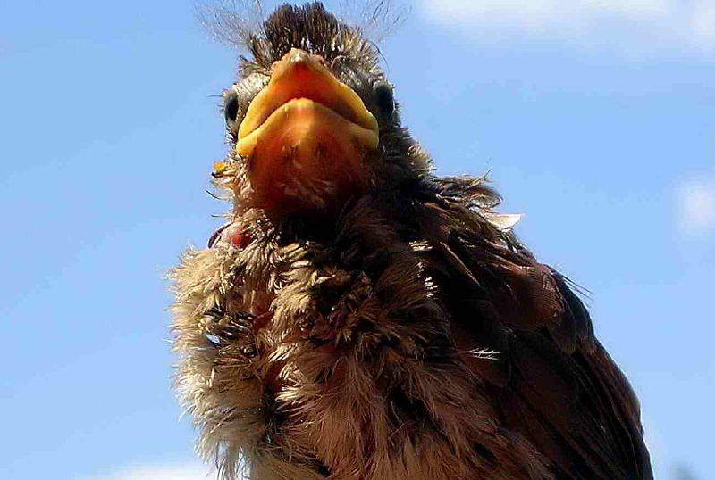 Northern Cardinal Flickr