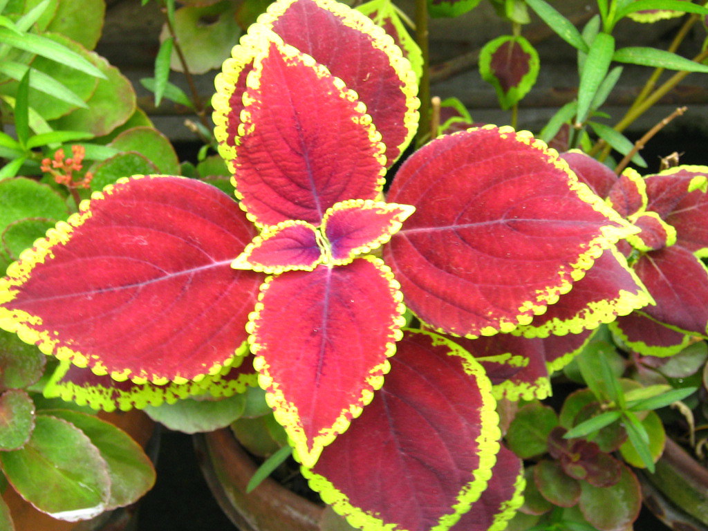 Mayana plant The mayana plant looks like a flower Triton Flickr