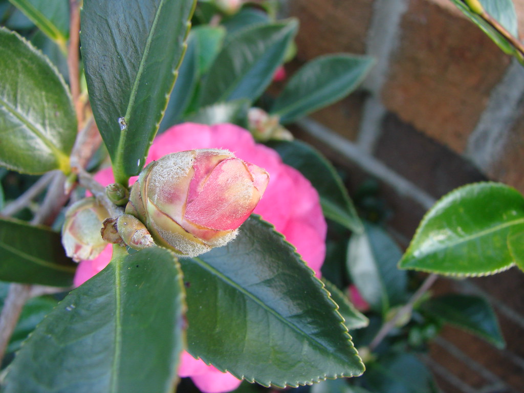 Camellia bud A camellia bud, from our own yard. I love flo… Flickr