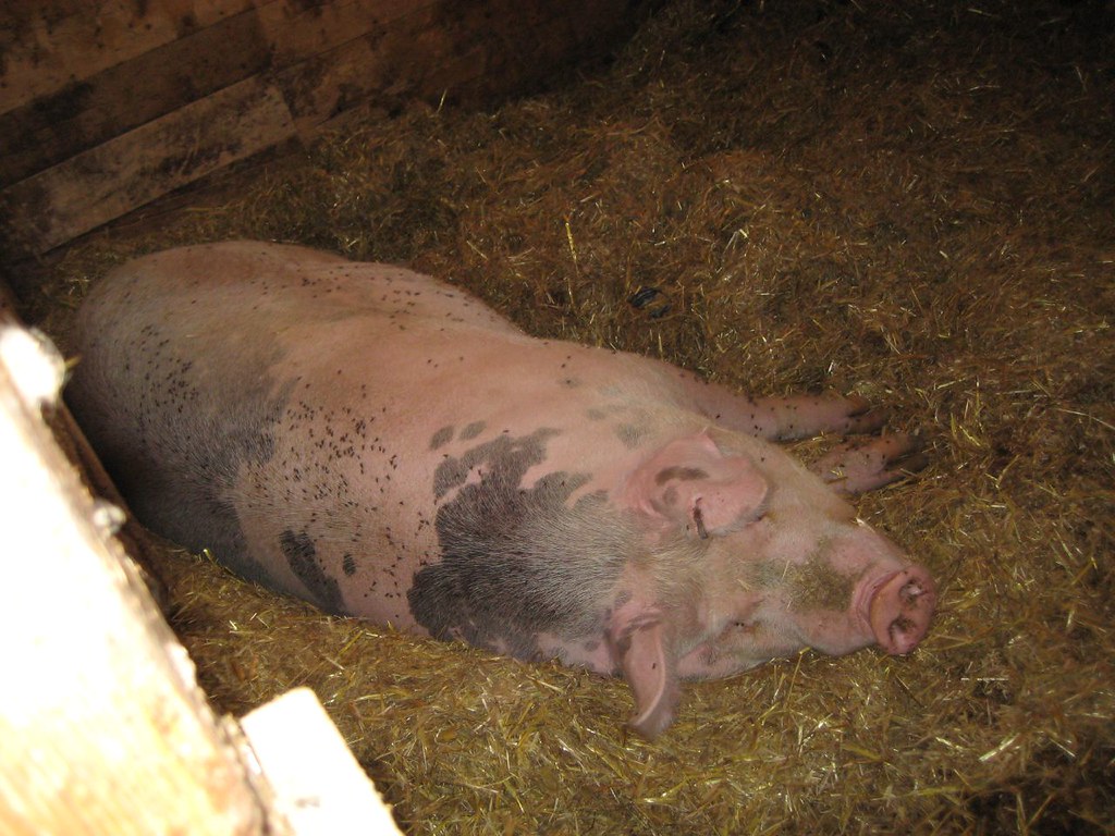 biggest pig ever! akaPenguin Flickr