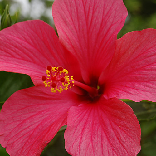 Big red flower 2 More red flower Oli/4 Flickr