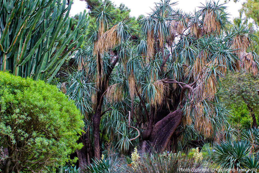 Diversi tipi di alberiDifferent types of trees Guglielmo Francavilla