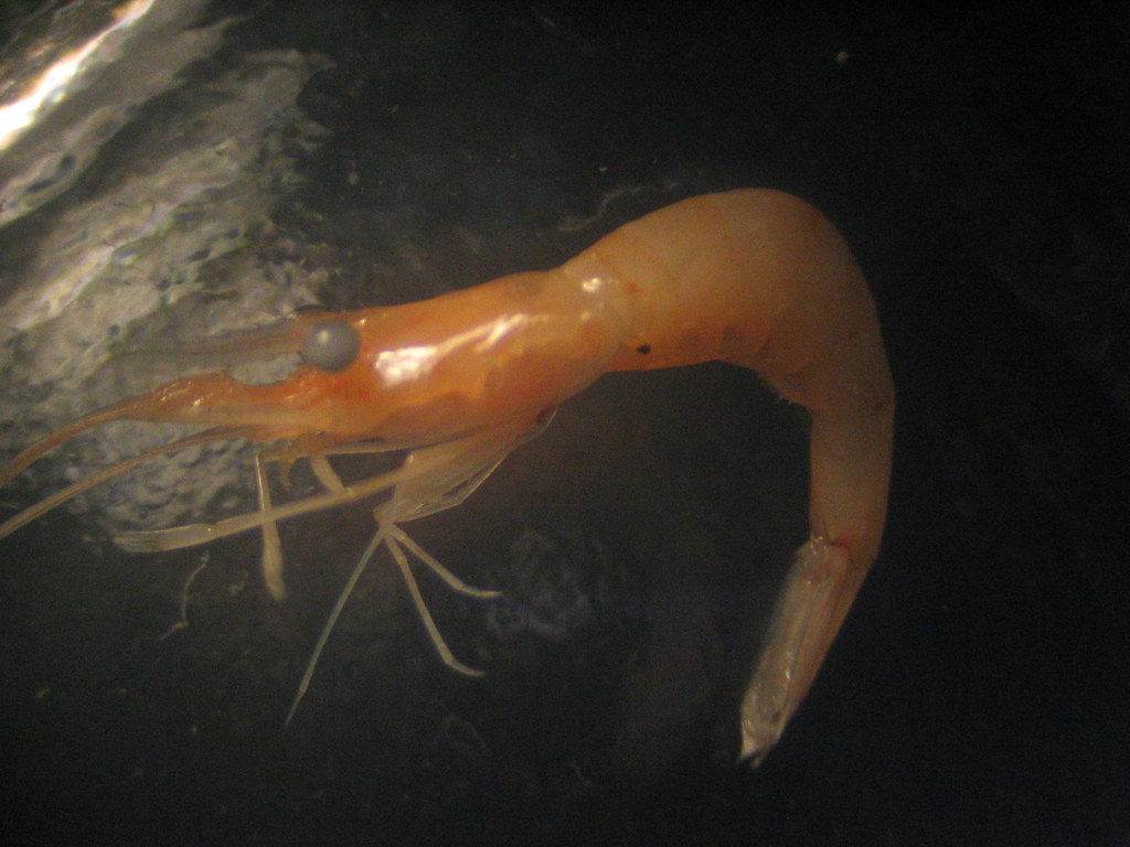 Baby Shrimp Shrimp under scope. Labut Flickr