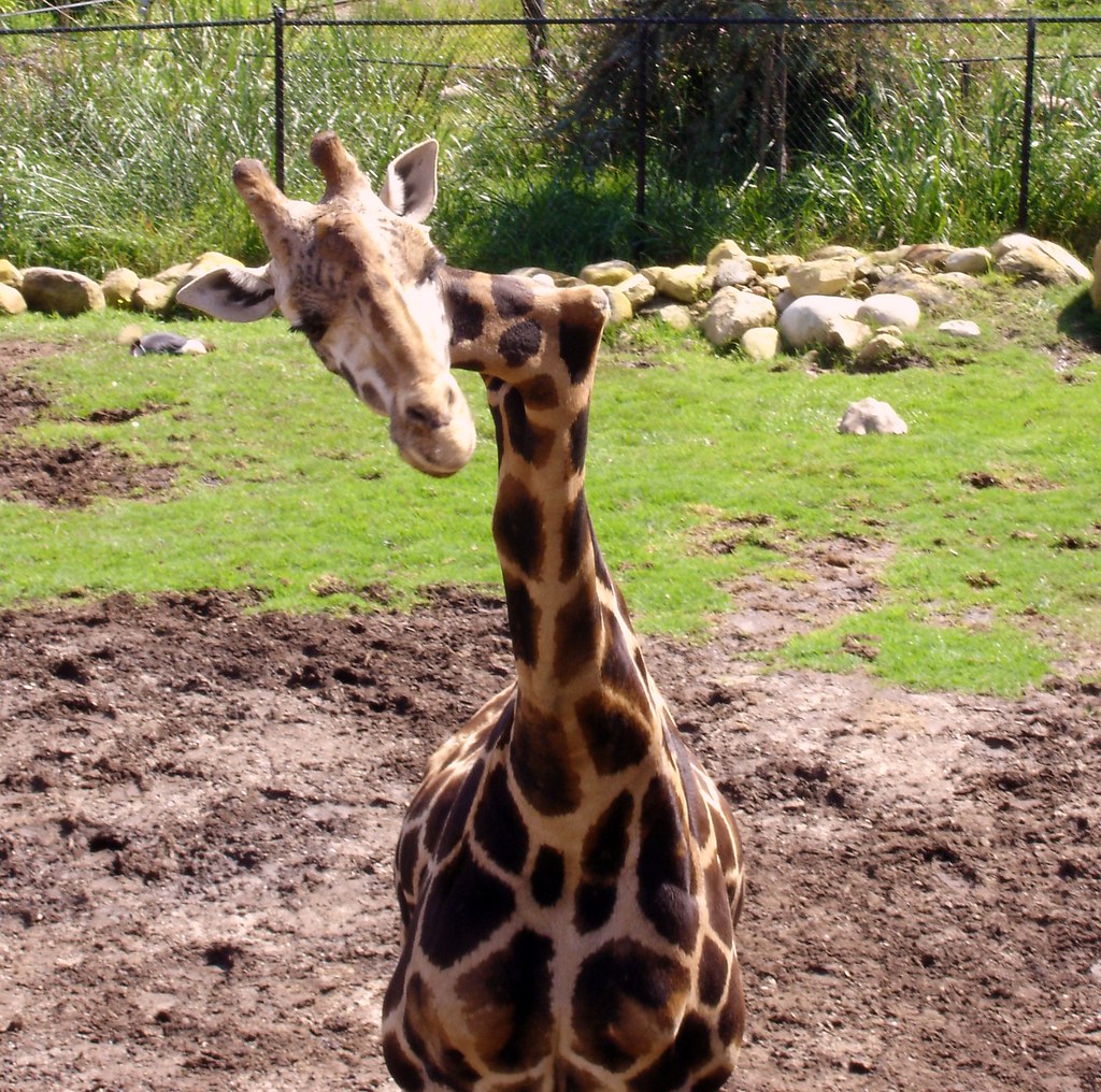 Gemina the Broke neck Giraffe, SB Zoo healthy, just funky.… Flickr