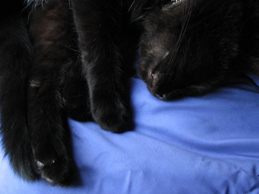 Black Paws Black cats are hard to take pictures of. It too… Flickr