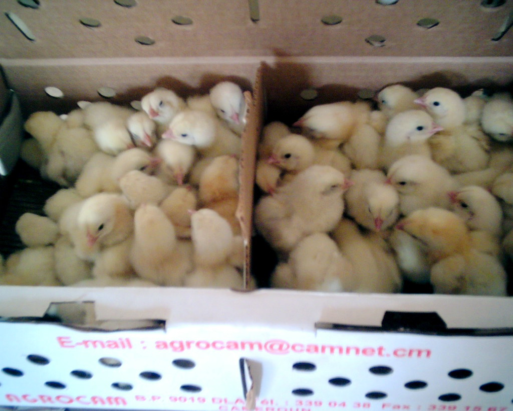 baby chicks quite noisy, but not too smelly rbairdpccam Flickr