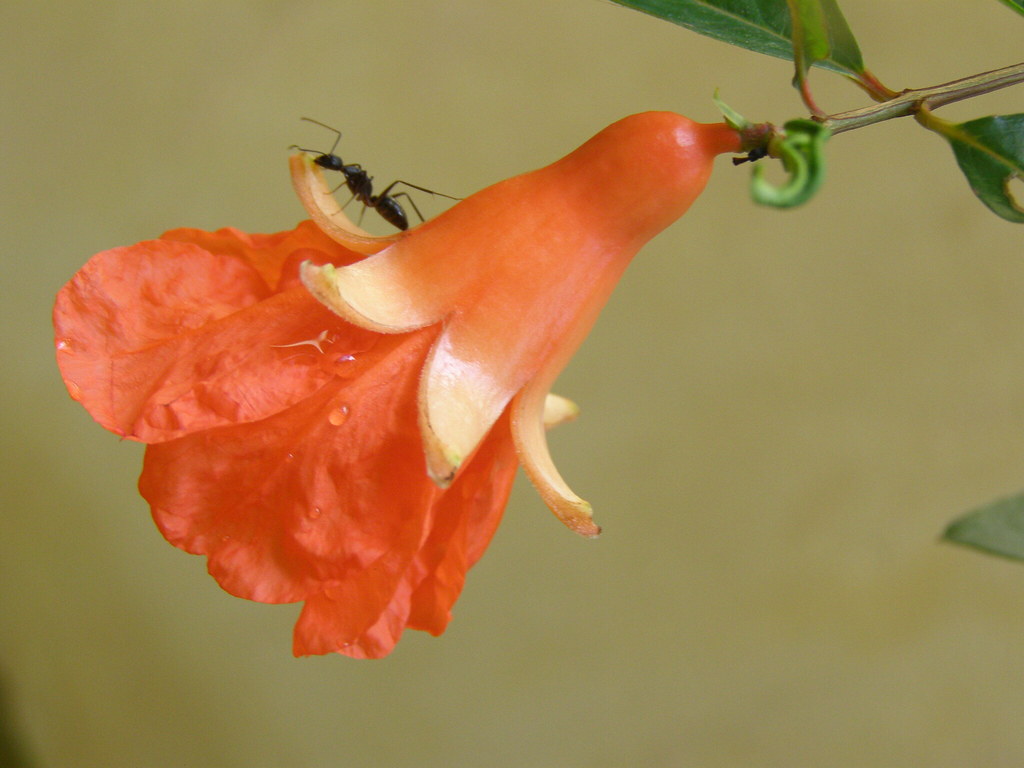 The First Flower I was delighted when I spotted this first… Flickr