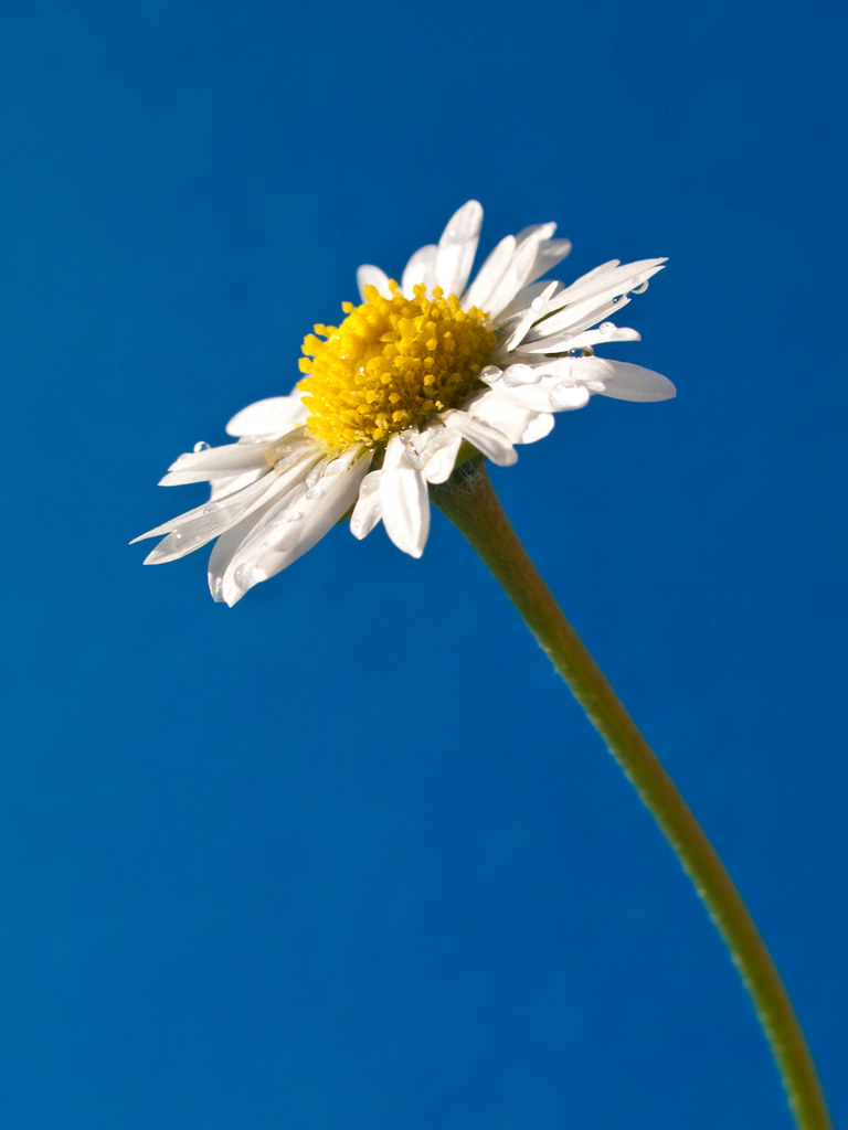 Daisy Closeup of a daisy flower in the garden at La Quine… Flickr