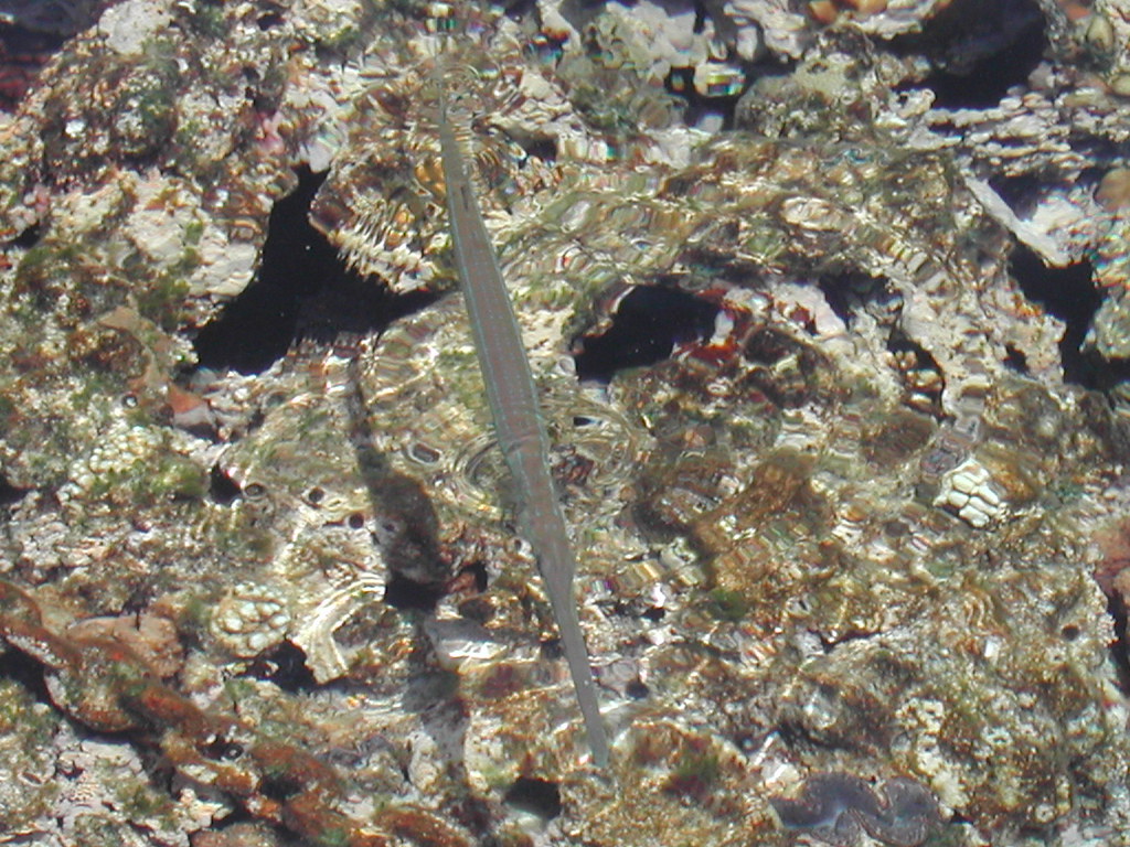 flute fish (fistularia commersonii) Riccardo Froscianti Flickr