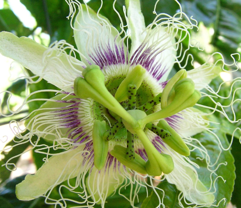 Passionfruit flower Sue Flickr