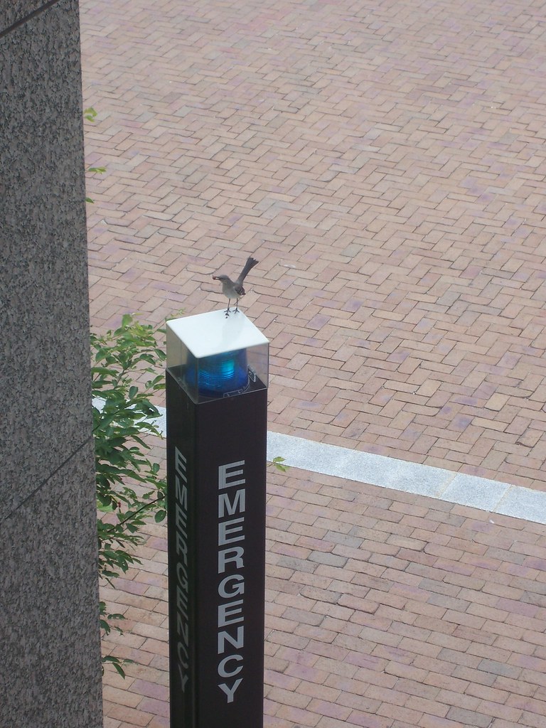 Emergency Bird historygradguy Flickr