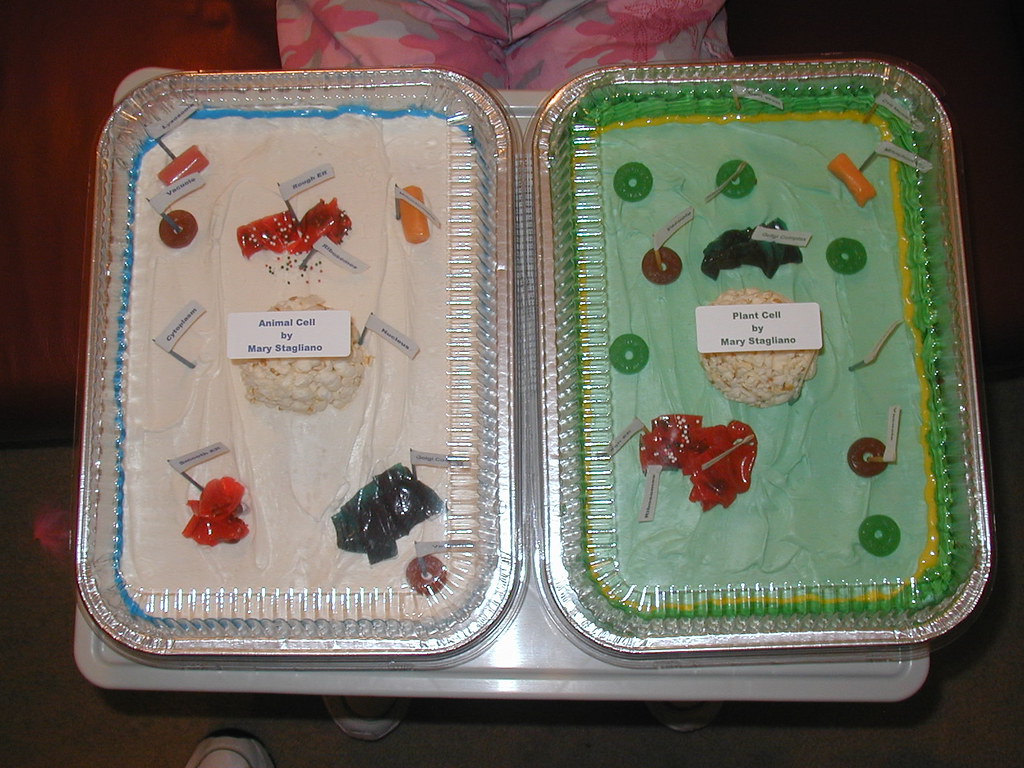 Cells | For a science project at school, Mary made these two… | Flickr