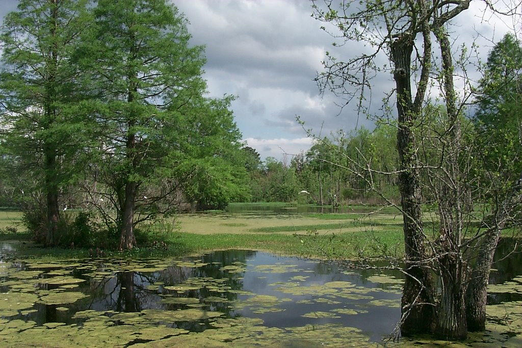 Swamp walk A few pictures from a swampwalk we took around… Flickr