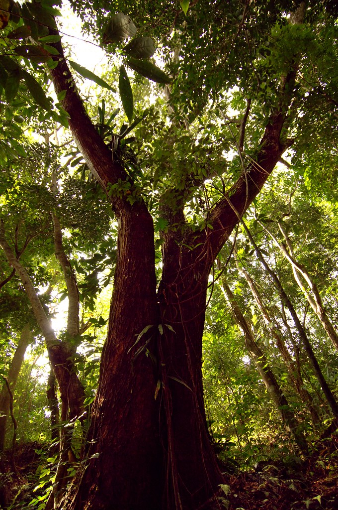 Big tree in Jamaican rainforest a photo on Flickriver