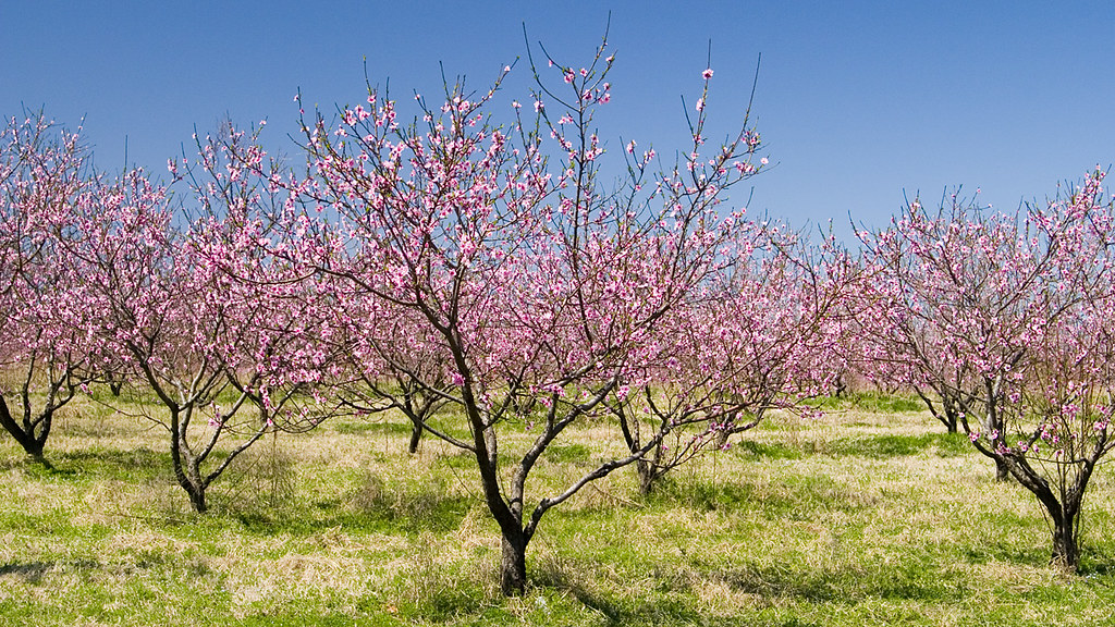 Peach Orchard Shot near Porter, Oklahoma. Michael Wallace Flickr