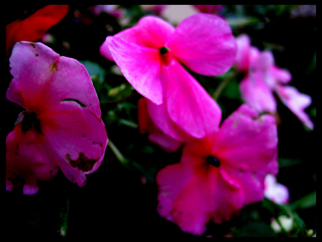Flowers in the Dark nerual Flickr