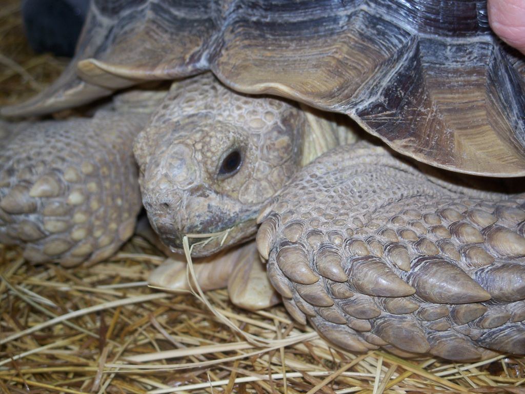 Sulcata Tortoise In New Mexico in San Acacia. jclarson Flickr