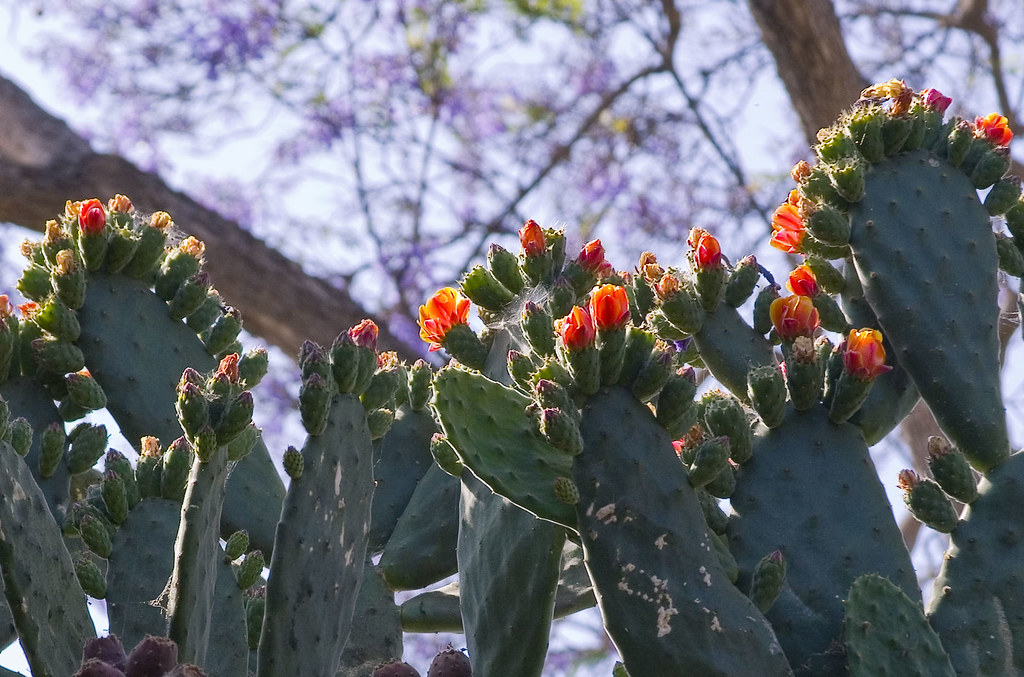 Cactus flowers San Juan Capistrano Daniel D'Auria Flickr