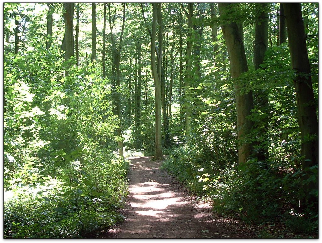 Native Woodland One of the woodland areas on the Ashton Co… Flickr