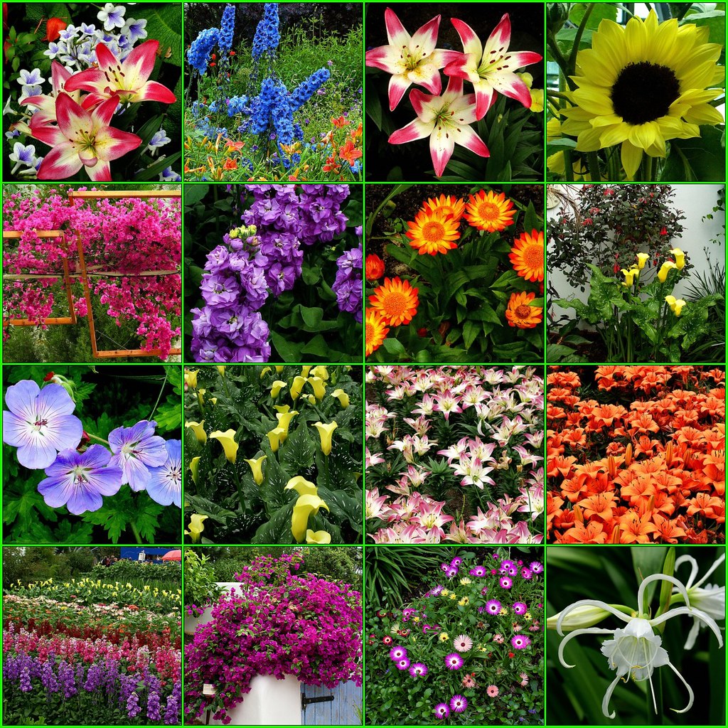 Summer Solstice 2007 flowers Eden 1. Eden 2007_Z19419, 2… Flickr