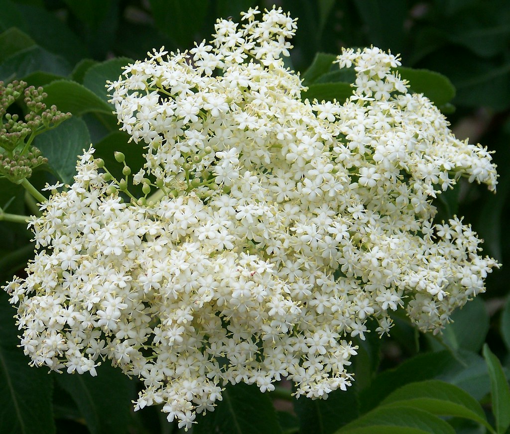 Elderberry blossoms Photo taken June 13th. Montucky Flickr