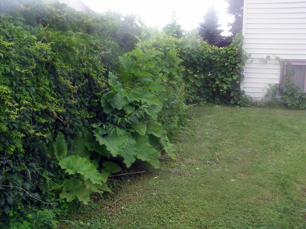 Ivy is taking over this chain link fence Mike Steele Flickr