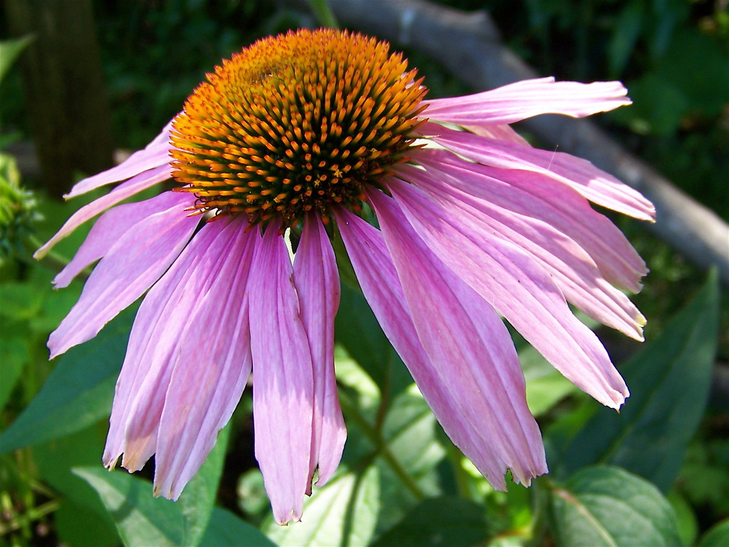 Coneflower The Celery Farm, Allendale, NJ duskie78 Flickr