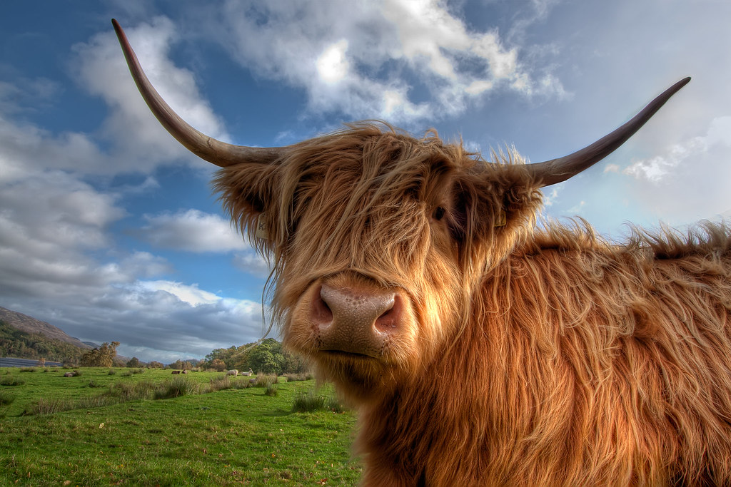 Curious Highland Cow A curious highland cow near Loch Achr… Flickr