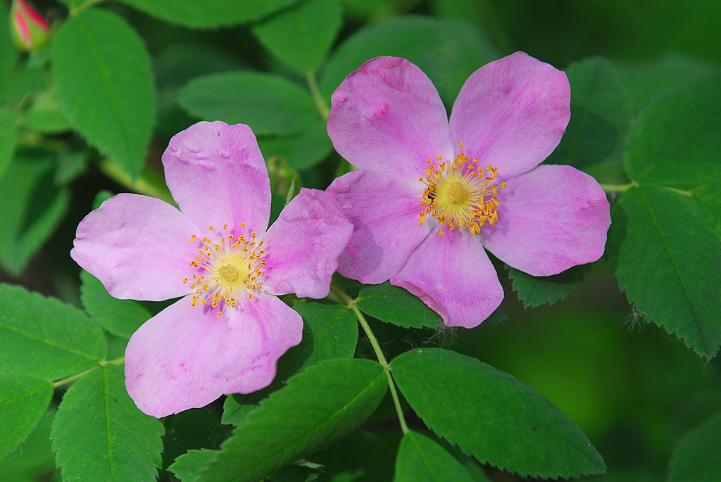 Wild Rose, the flower of Alberta, Elk Island National Park… Flickr