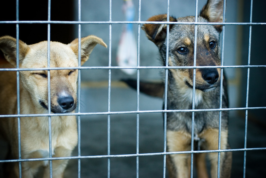 Untitled At The Hobart Dogs' Home Oliver Gouldthorpe Flickr