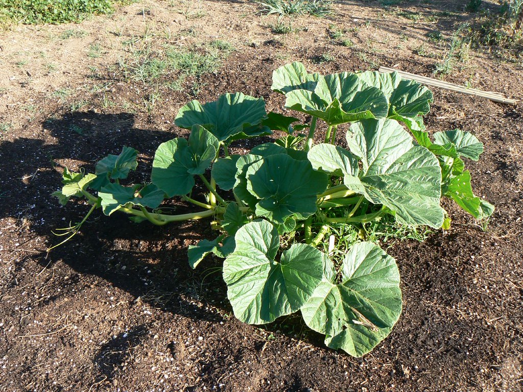 Giant Pumpkin Plant a photo on Flickriver