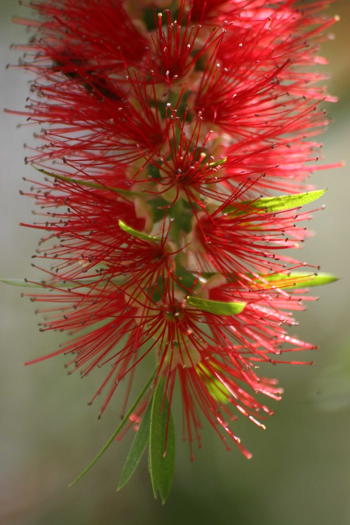 Botanical Africa bottle brush tree A garden in the Afric… Flickr