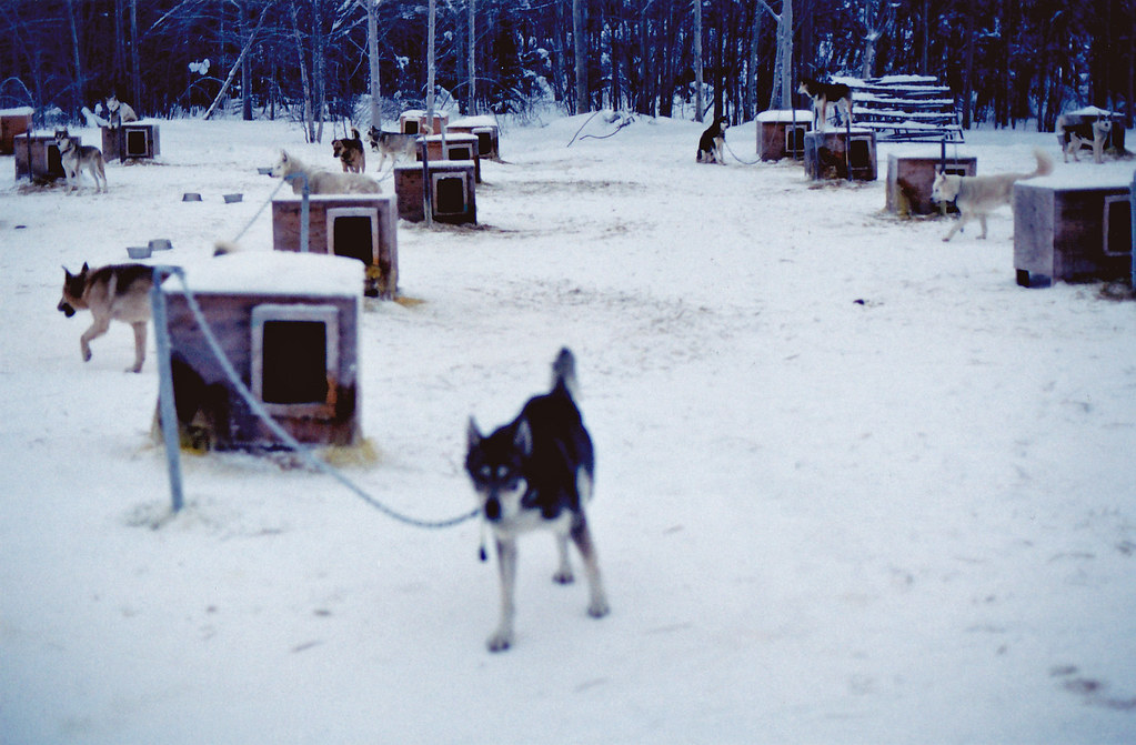 Chena Hot Springs kennels Sled dogs at Chena Hot Springs Flickr