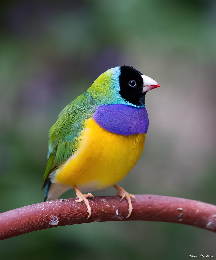 Gouldian finch This quiet, social finch is native to tropi… Flickr