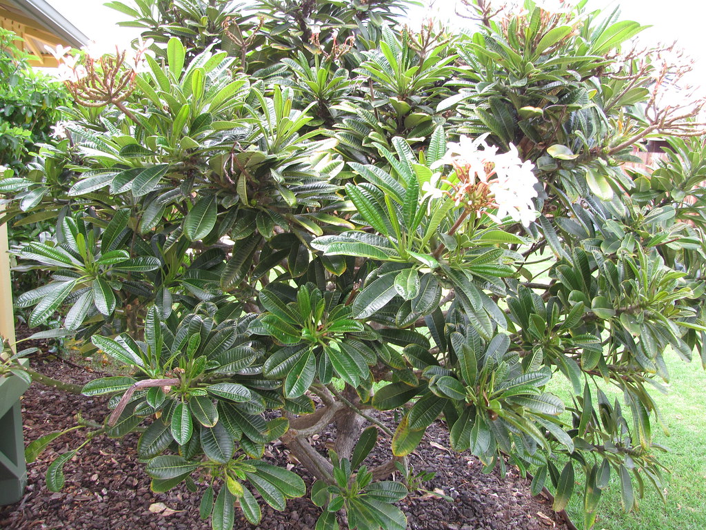 starr1204064465Plumeria_obtusaflowering_habitKaunakak… Flickr