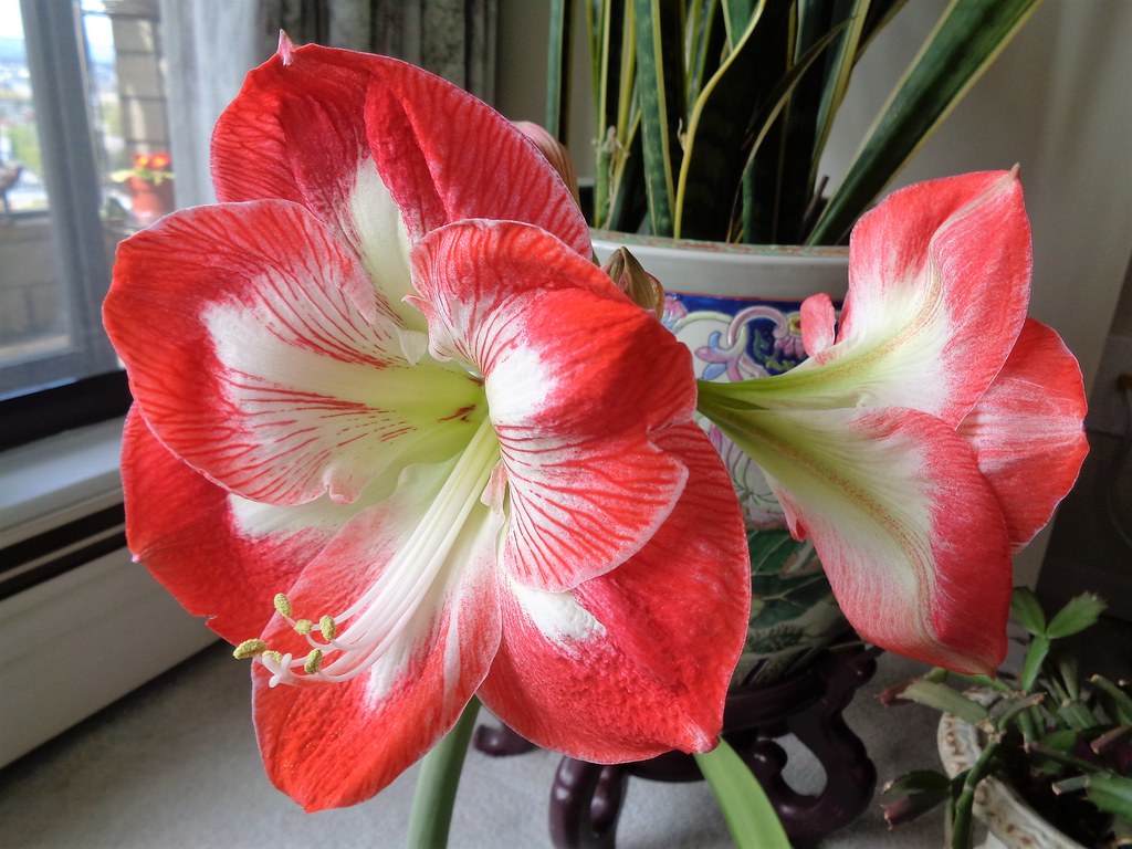 Amaryllis in bloom! Second time in less than a year, that … Flickr