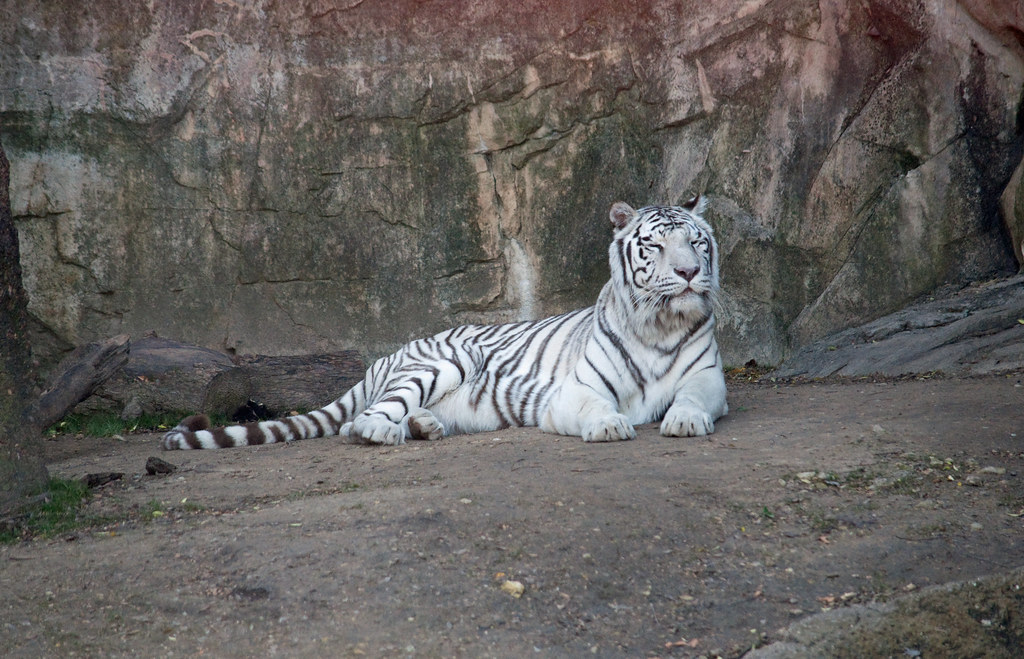 White tiger At the Fort Worth Zoo stevesheriw Flickr