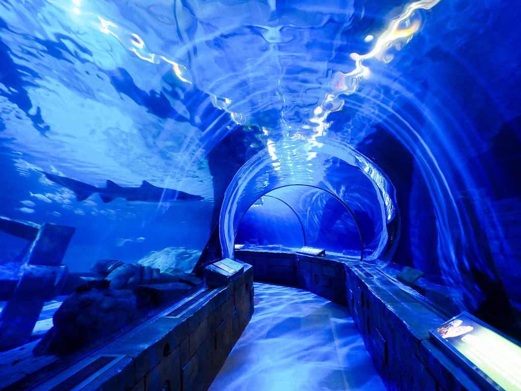 SEA LIFE Minnesota Aquarium at the Mall of America Flickr