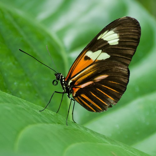 Butterfly House, Chester Zoo Lawry Simm Flickr