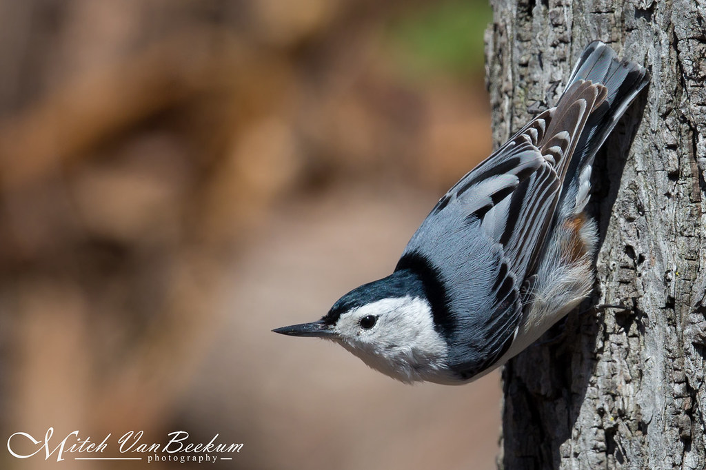 WhiteBreasted Nuthatch Bee Meadow Park, Whippany, NJ Conn… Flickr
