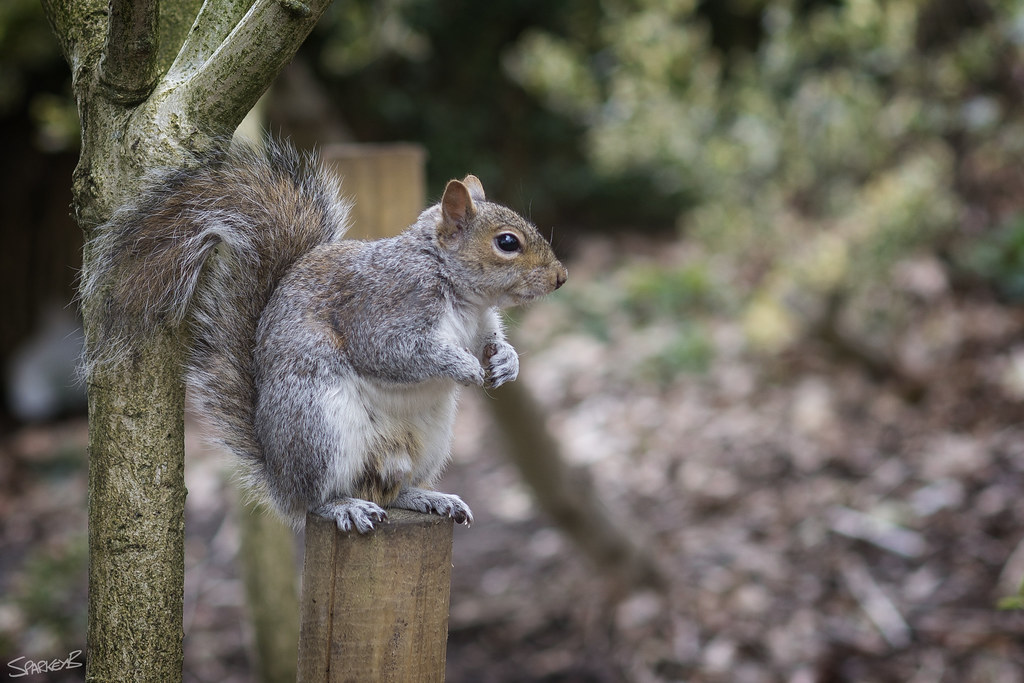 Squirrel Castle Park Colchester One of the many partiall… Flickr